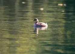 8v8vv8v8任意燥cjwico